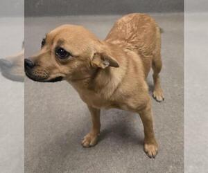 Chihuahua-Unknown Mix Dogs for adoption in HESPERIA, CA, USA