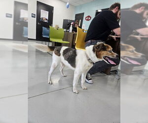 Australian Shepherd-Unknown Mix Dogs for adoption in Temple, TX, USA