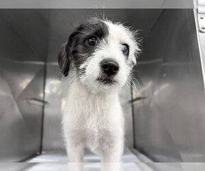 Mutt Dogs for adoption in San Bernardino, CA, USA