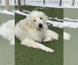 Great Pyrenees-Unknown Mix Dogs for adoption in MIDWAY, UT, USA
