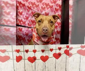 Staffordshire Bull Terrier Dogs for adoption in Lawrenceville, NJ, USA