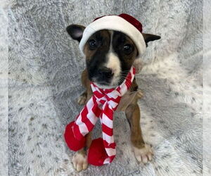 Boxador Dogs for adoption in Lakewood, CO, USA