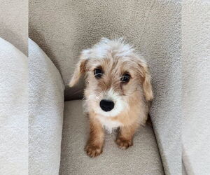 Mutt Dogs for adoption in Omaha, NE, USA