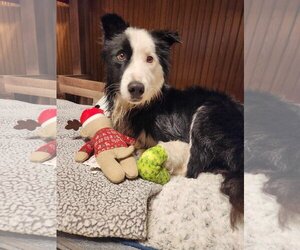 Border Collie-Unknown Mix Dogs for adoption in Sheboygan, WI, USA