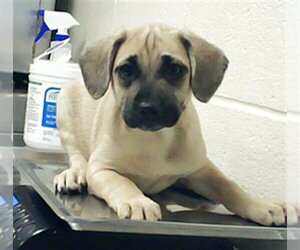 Labrador Retriever Dogs for adoption in Fayetteville, NC, USA
