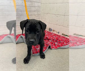 Labrador Retriever-Unknown Mix Dogs for adoption in San Bernardino, CA, USA