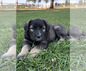 Mutt Dogs for adoption in Polson, MT, USA