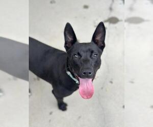 Labrador Retriever-Unknown Mix Dogs for adoption in Santa Maria, CA, USA