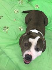 American Staffordshire Terrier Dogs for adoption in Runnemede, NJ, USA