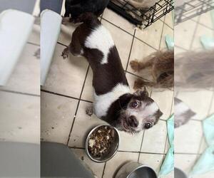 Chihuahua-Unknown Mix Dogs for adoption in San Antonio, TX, USA