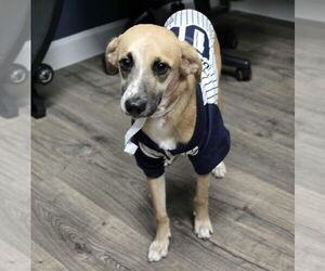 Beago Dogs for adoption in Lakewood, CO, USA