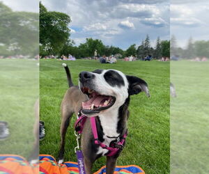 Mutt Dogs for adoption in Fort Collins, CO, USA