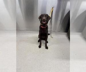 Labrador Retriever Dogs for adoption in Fairbanks, AK, USA