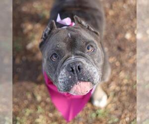Bulldog-Unknown Mix Dogs for adoption in San Antonio, TX, USA