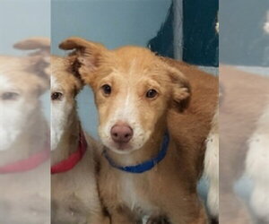 Siberian Husky-Unknown Mix Dogs for adoption in Oklahoma City, OK, USA