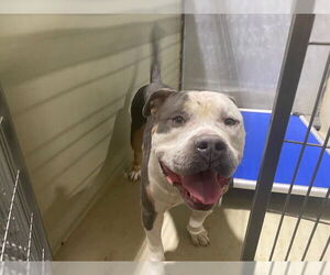American Pit Bull Terrier Dogs for adoption in Bakersfield, CA, USA