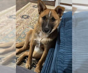 Mutt Dogs for adoption in Salt Lake City, UT, USA