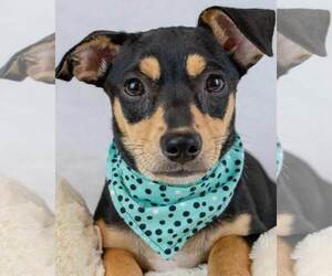 Chiweenie Dogs for adoption in Kennesaw, GA, USA
