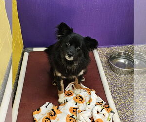 Chihuahua-Unknown Mix Dogs for adoption in Metairie, LA, USA