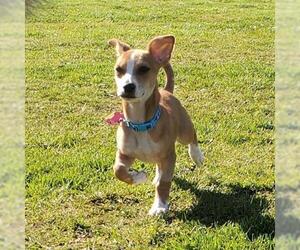 Jack Russell Terrier Dogs for adoption in Santa Fe, TX, USA
