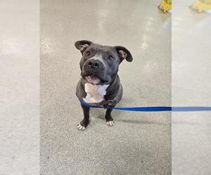 American Pit Bull Terrier-Unknown Mix Dogs for adoption in Louisville, KY, USA