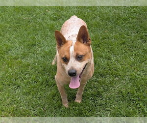 Mutt Dogs for adoption in San Clemente, CA, USA