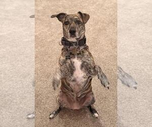 Mutt Dogs for adoption in Incline Village, NV, USA