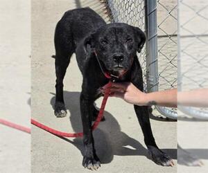 American Pit Bull Terrier-Unknown Mix Dogs for adoption in Palmetto, FL, USA