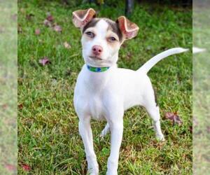Jack Chi Dogs for adoption in Cumming, GA, USA