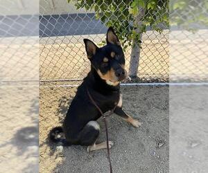 Akita-Unknown Mix Dogs for adoption in Chula Vista, CA, USA