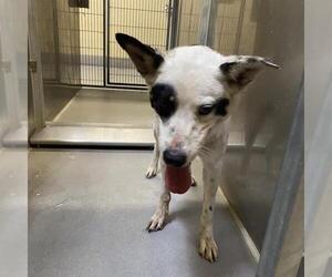 Australian Cattle Dog-Border Collie Mix Dogs for adoption in Modesto, CA, USA