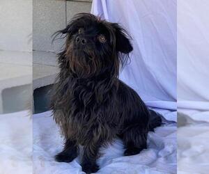 Schweenie Dogs for adoption in Greenville, SC, USA
