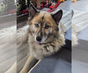 Siberian Husky-Unknown Mix Dogs for adoption in Albany, OR, USA