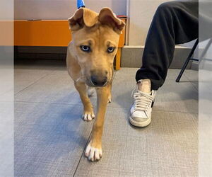 American Pit Bull Terrier-Siberian Husky Mix Dogs for adoption in Rancho Cucamonga, CA, USA