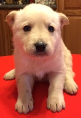 Medium Photo #1 Golden Labrador Puppy For Sale in SHERBURNE, NY, USA