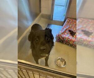 Border Collie-Unknown Mix Dogs for adoption in San Martin, CA, USA
