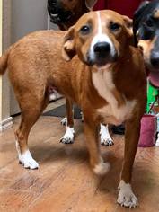 Medium Photo #1 Redbone Coonhound-Unknown Mix Puppy For Sale in Royse City , TX, USA