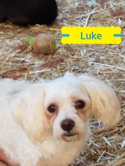Maltese-Poodle (Toy) Mix Dogs for adoption in Lakeport, CA, USA