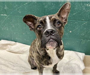 Boxer-Unknown Mix Dogs for adoption in Raleigh, NC, USA