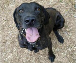 Plott Hound Dogs for adoption in Ceres, VA, USA
