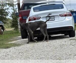 Great Dane-Unknown Mix Dogs for adoption in Houston, TX, USA