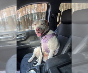 American Bulldog-Unknown Mix Dogs for adoption in Easton, MD, USA