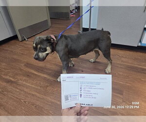Mutt Dogs for adoption in Orlando, FL, USA