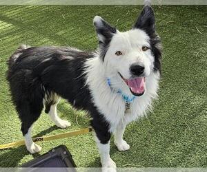 Border Collie-Unknown Mix Dogs for adoption in Las Vegas, NV, USA