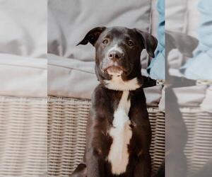 Border Collie-Unknown Mix Dogs for adoption in Alexandria, VA, USA