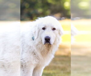 Great Pyrenees Dogs for adoption in Croydon, NH, USA