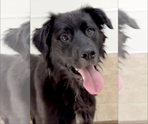 Mutt Dogs for adoption in Green Forest, AR, USA