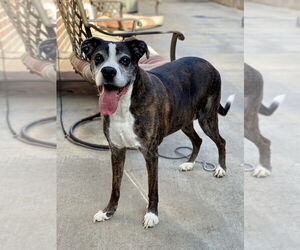 Boxer Dogs for adoption in Austin, TX, USA