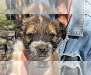 Australian Shepherd-Unknown Mix Dogs for adoption in Vail, AZ, USA