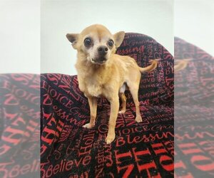Chihuahua Dogs for adoption in Big Bear City, CA, USA